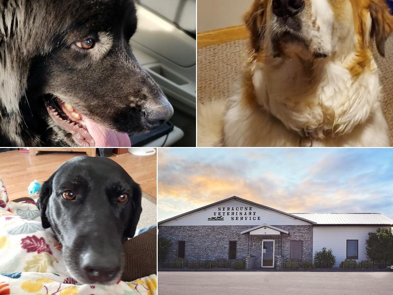 Syracuse Veterinary Service