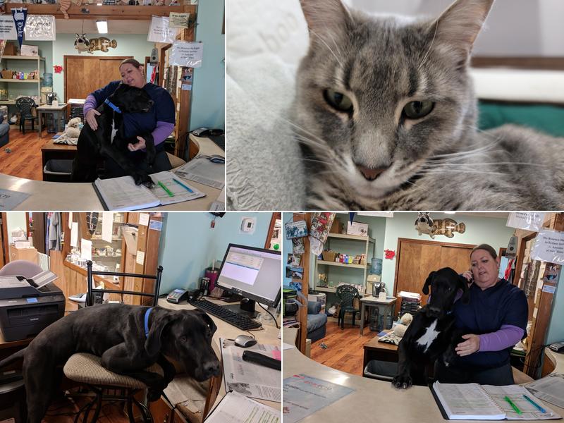 Animal House Veterinary Services