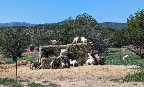 Washburn Becky DVM 224 Dawson Rd, Capitan New Mexico 88316