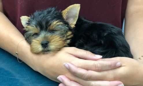 Piffer Linda J DVM Bridgewater