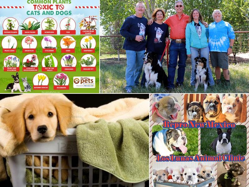 Thompson III William DVM