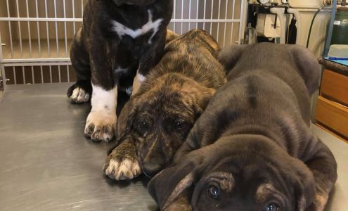 sandy creek veterinary care 17617 SCR 185, Eldorado Oklahoma 73537