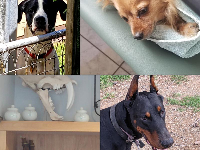 Mule Mountain Animal Hospital