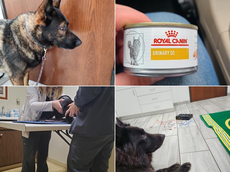 Weston Veterinary Hospital