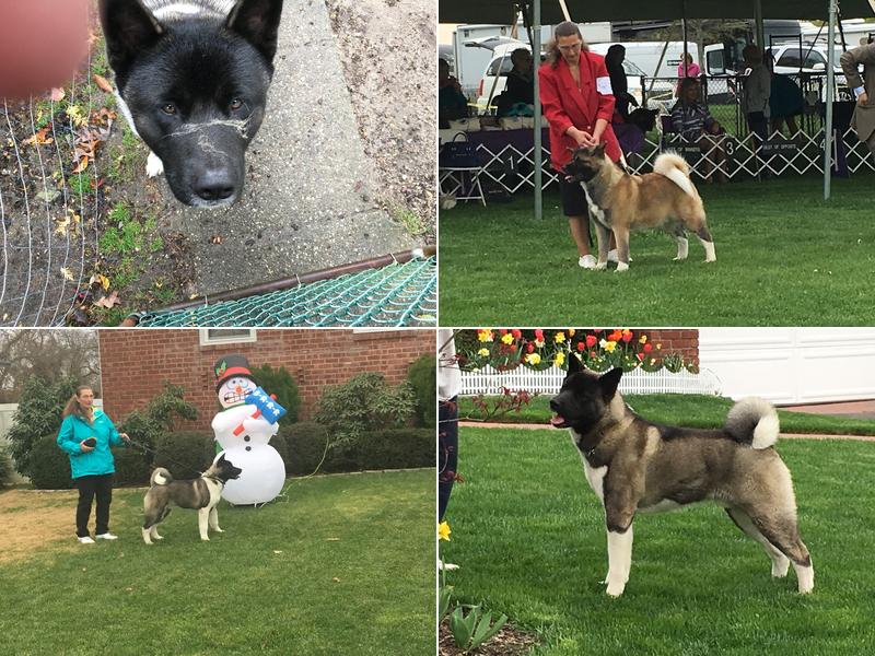 Bayview Animal Hospital PC