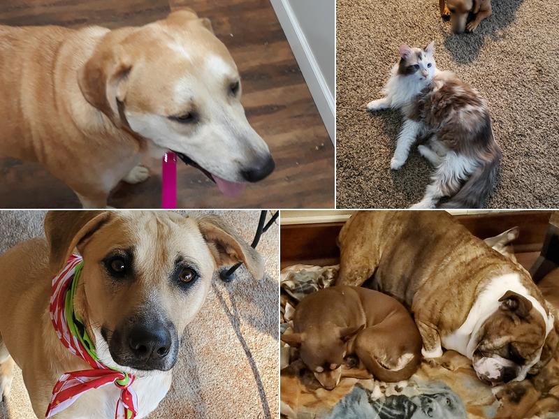 Twin Creek Veterinary Services