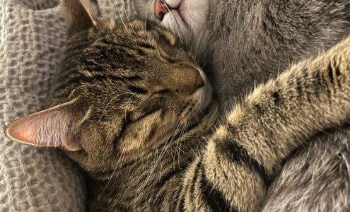 King Jay DVM 3725 Watson Rd, St. Louis Missouri 63109