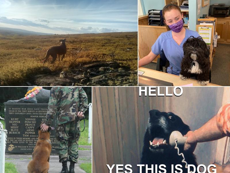 Penbay Veterinary Associates: James Joanna DVM