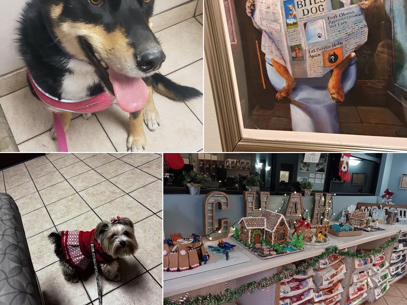 Centennial Hills Animal Hospital - Amanda Davis, DVM