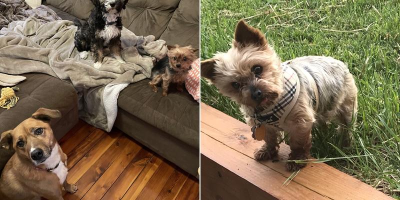 Vet Trek House Call Practice