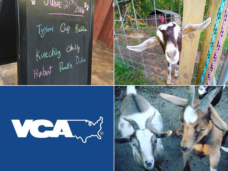 Summit Equine Hospital