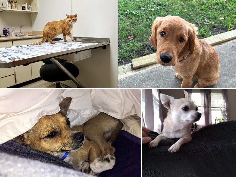 West Central Veterinary Services