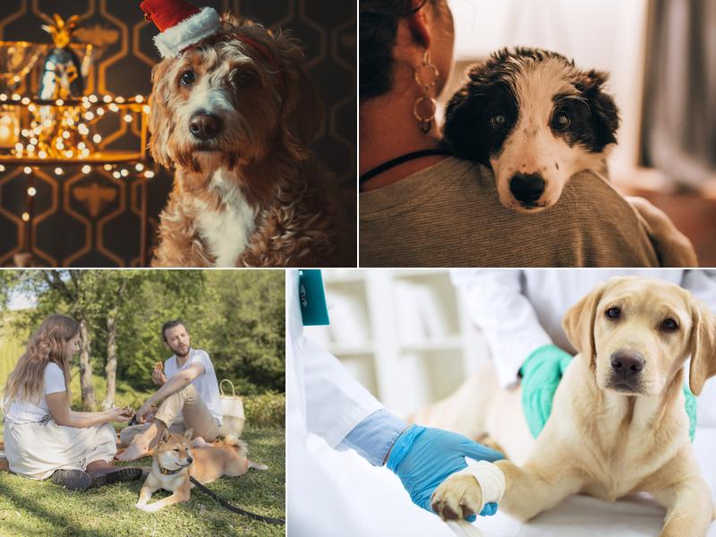 Scarpulla Tricia DVM