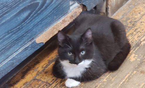 Carmel Animal Hospital