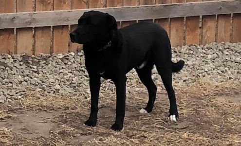 Central Veterinary Services: Iwanski Jessica DVM 406 Main St, Stockton Kansas 67669