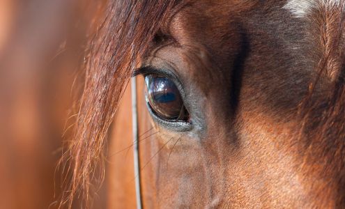 Northwest Equine Veterinary Associates Black Diamond