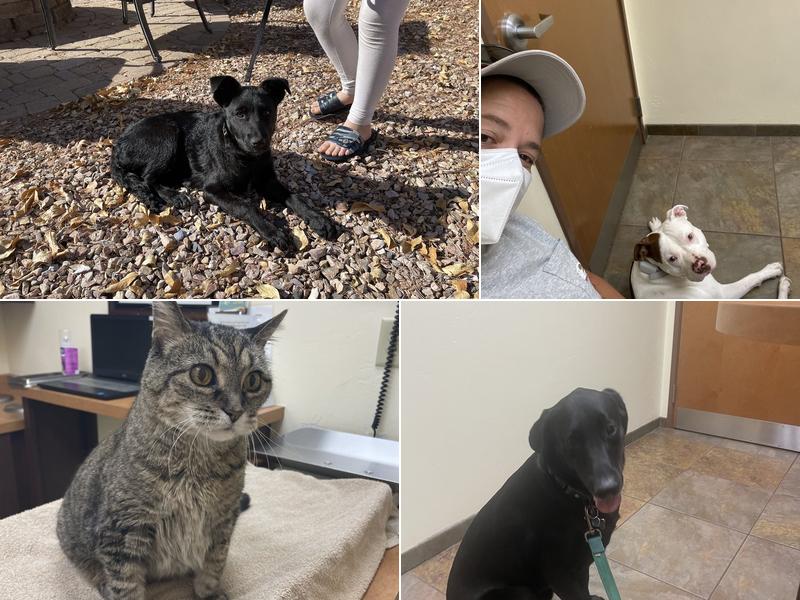 Griswold, William DVM