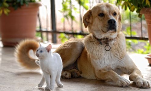 Peninsula Veterinary Hospital