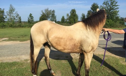 Riverside Veterinary Clinic 6462 GA-91, Donalsonville Georgia 39845