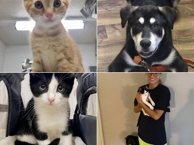 Beaumont Animal Clinic: Chernok Greg DVM