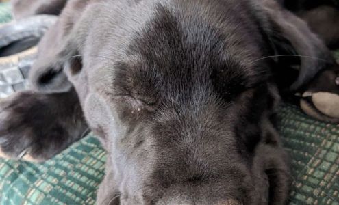 Gull Lake Animal Hospital: Kursch Rebecca DVM Richland