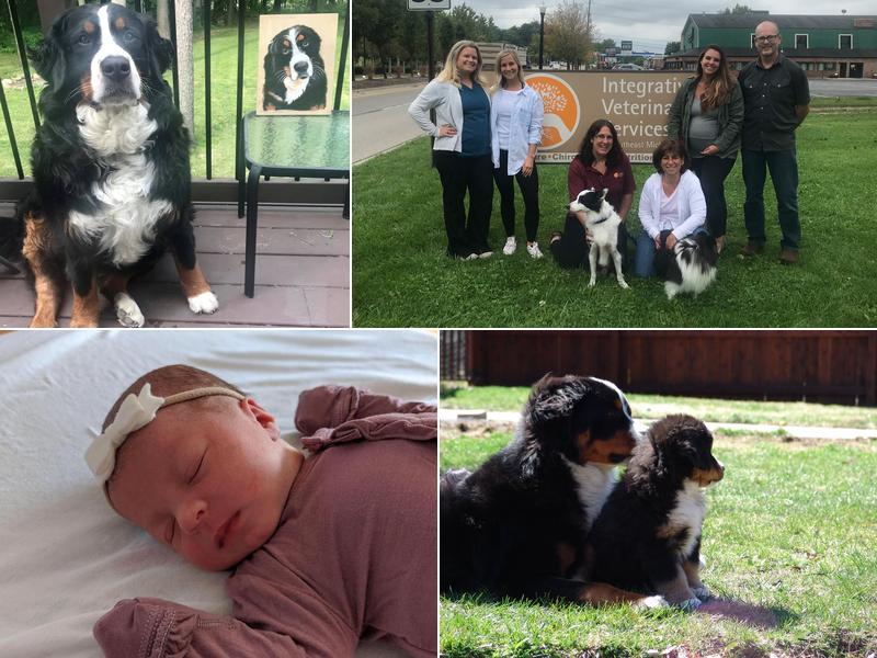 Integrative Veterinary Services