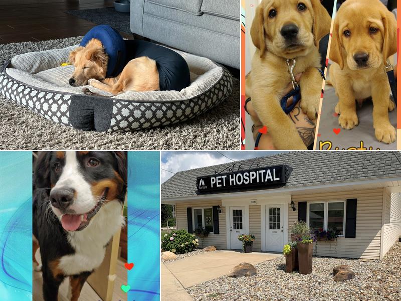 Bartels Pet Hospital