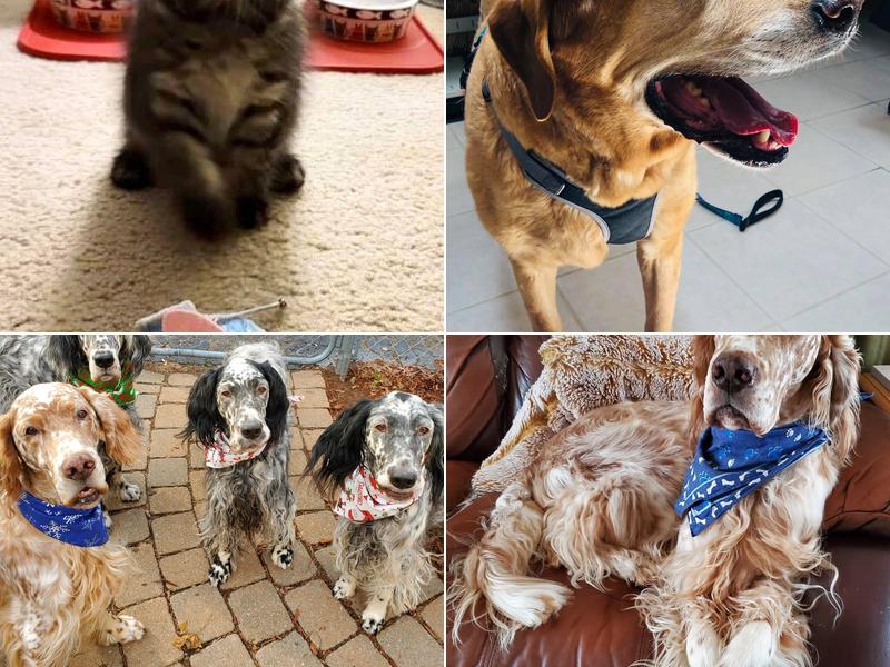 Salem Valley Veterniary Clinic: Isbell Amber N DVM