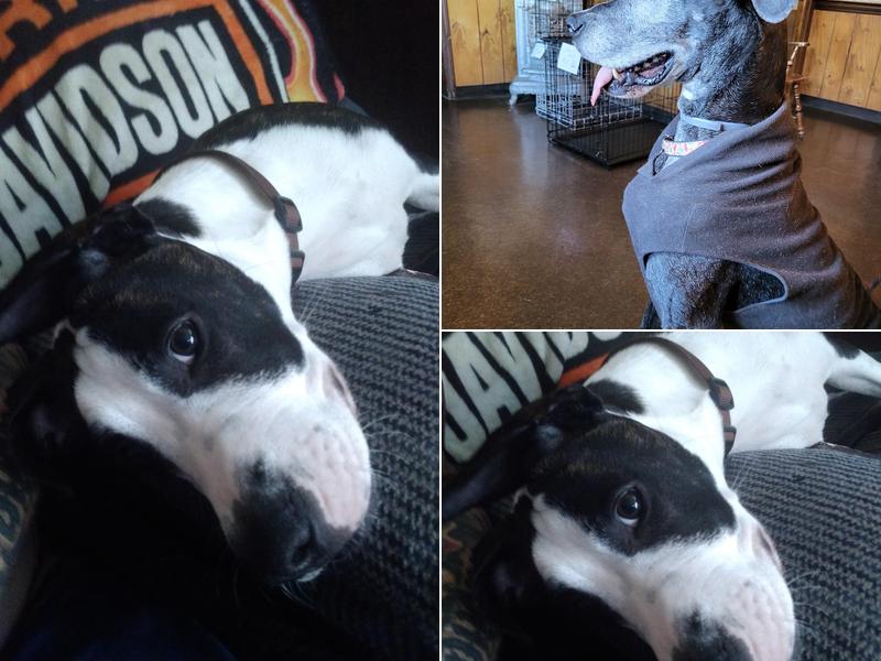 Fostoria Pet Hospital: Seidler Chris A DVM