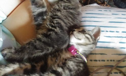 Dick Temple, DVM 365 West St, Lexington Oregon 97839