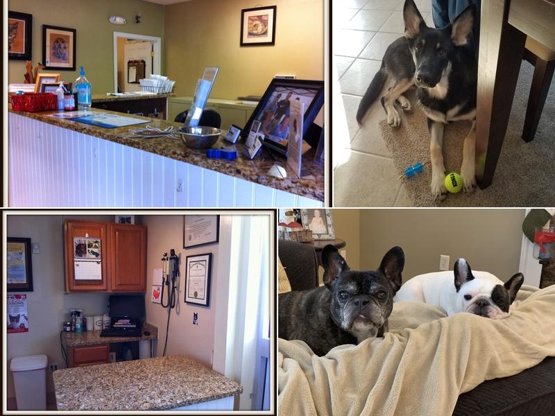 Manomet Animal Hospital