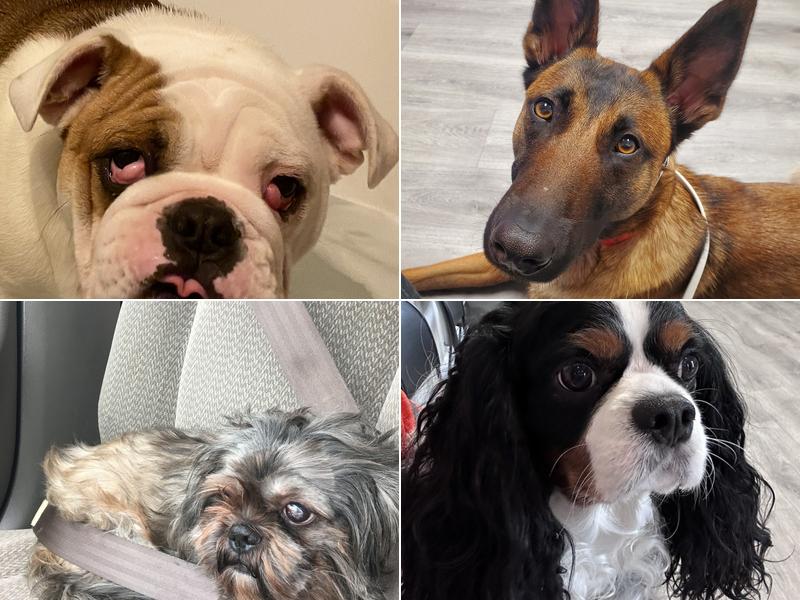 The Animal Eye Institute of Cincinnati