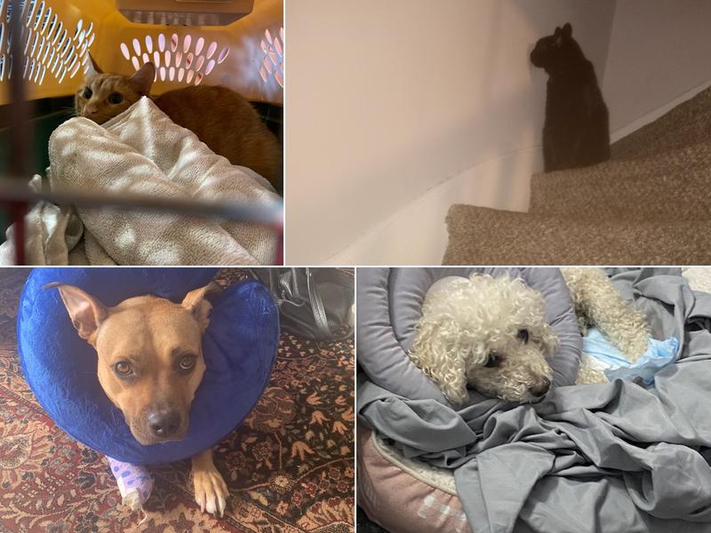 Dr. Jacqueline Falke