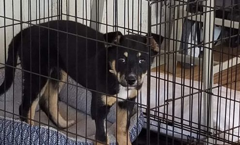 Airport Animal Clinic Milan