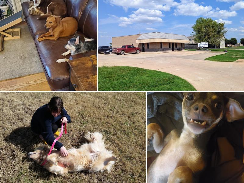 Piedmont Veterinary Clinic