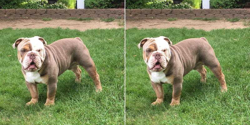 Luginbill Kristin P DVM