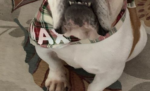 Spicer Nicole DVM Orange Park