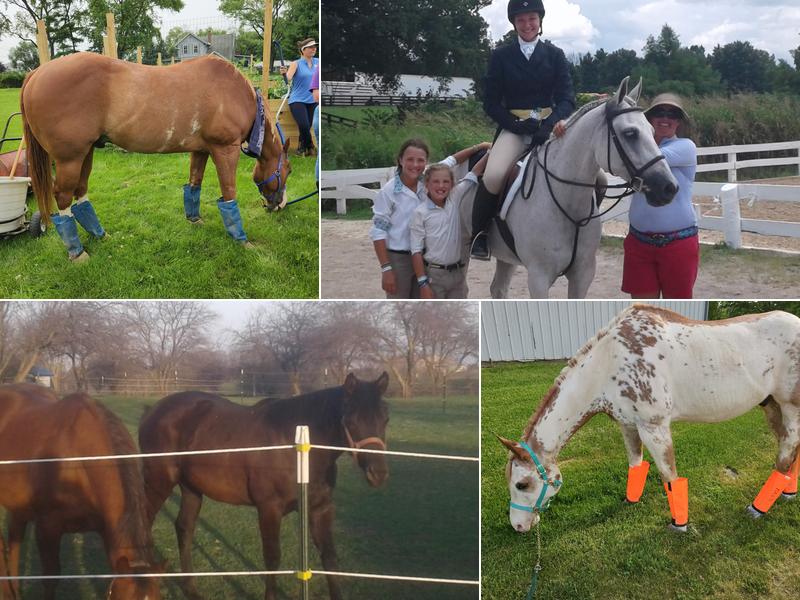 Equine Veterinary Practice