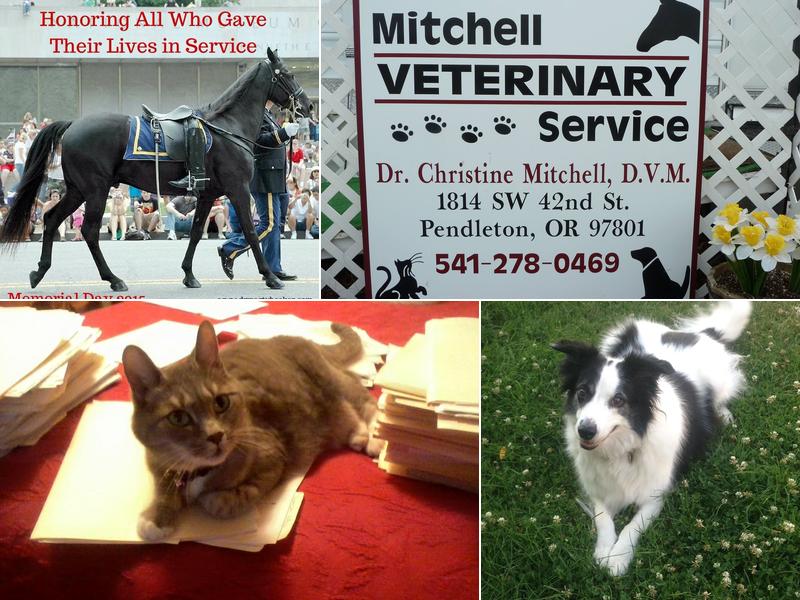 Mitchell Christine M DVM