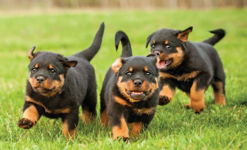 Fort Lowell Animal Hospital