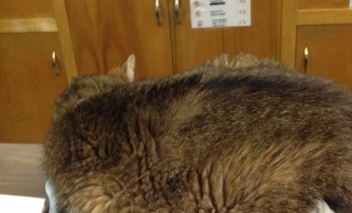 Grassmere Animal Hospital PC: Brumbelow Cindy DVM