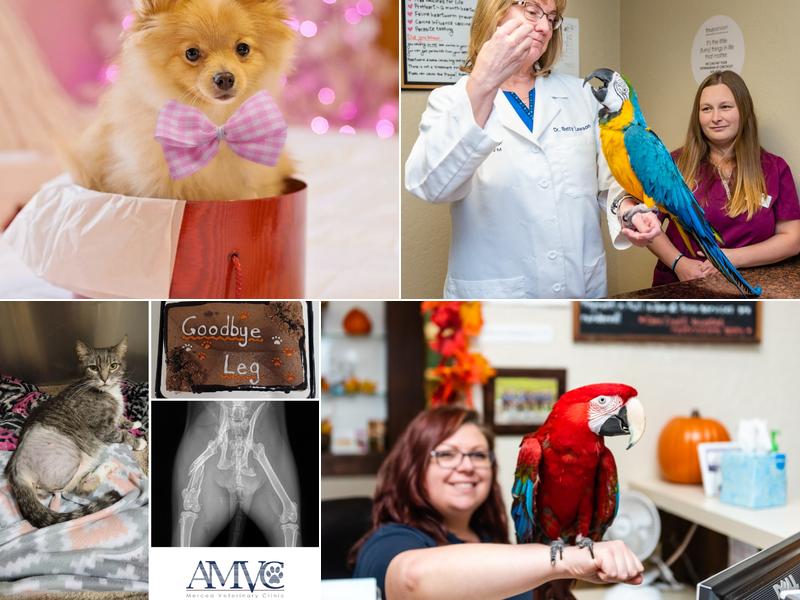 Merced Veterinary Clinic: Cook Paul DVM