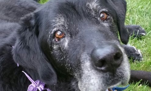 Clearwater Valley Veterinary Orofino