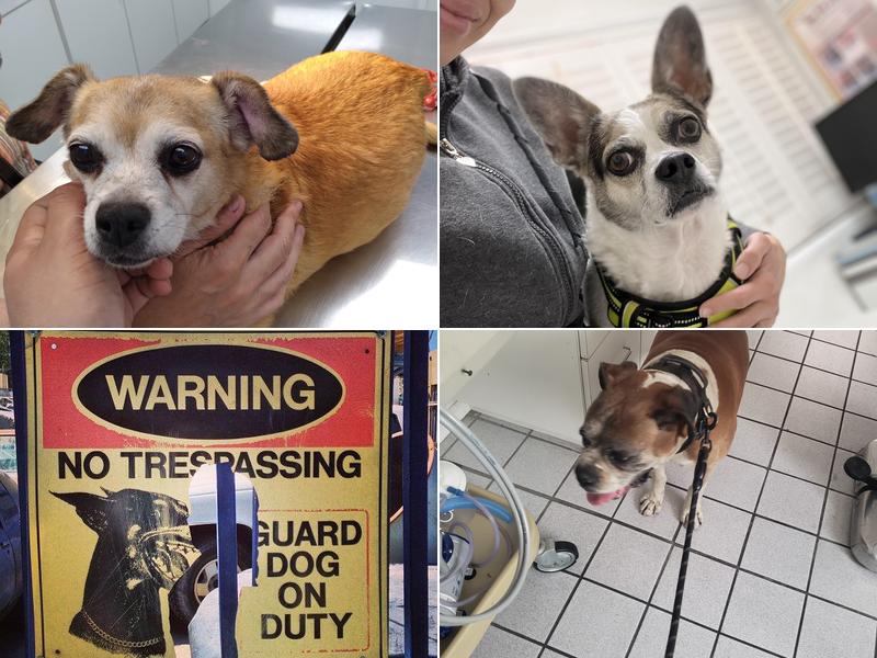 San Fernando Pet Hospital