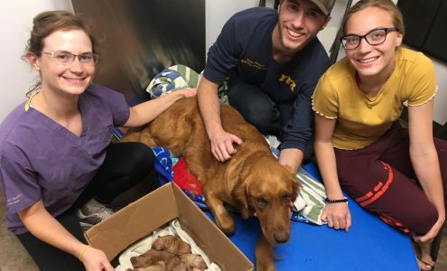 Cottonwood Veterinary Services 2151 US-95, Cottonwood Idaho 83522