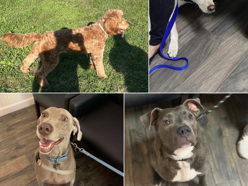 Veterinary Surgery Center of NYC