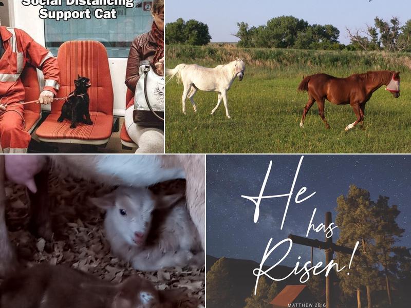 Southwestern Veterinary Services