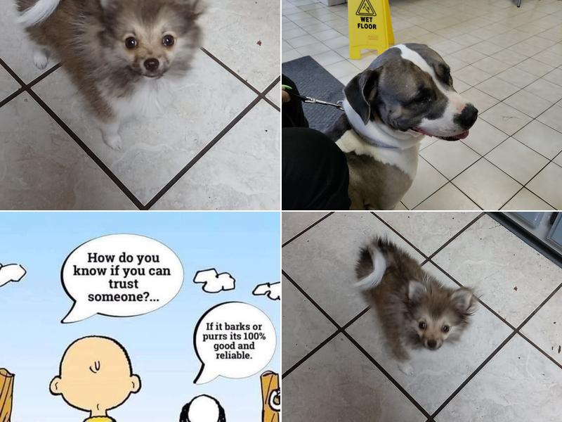 Allen & Griffin Animal Hospital: Martin Zondra L DVM