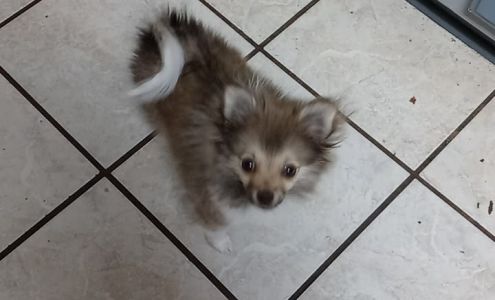 Allen & Griffin Animal Hospital: Martin Zondra L DVM 204 MS-1, Greenville Mississippi 38701