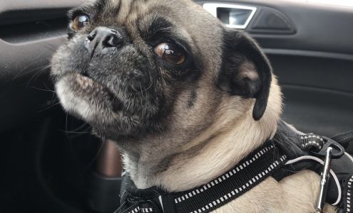 Eagle Pass Veterinary Diagnostic Hospital